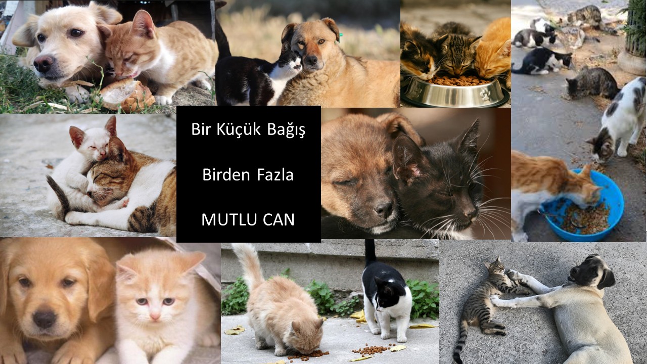 Gönüllü hayvan bakımı